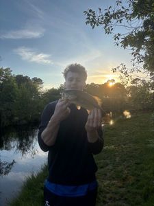Largemouth Bass