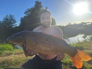 Common Carp