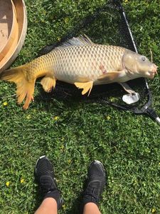 Common Carp