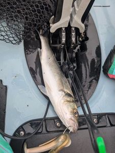 European Bass (Seabass)