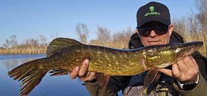 Northern Pike