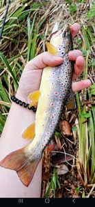 Brown Trout
