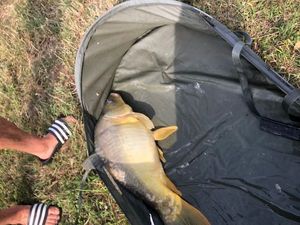 Common Carp