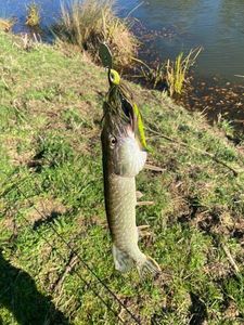 Northern Pike