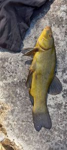 Tench