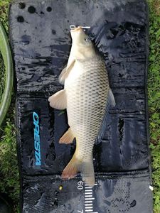 Common Carp