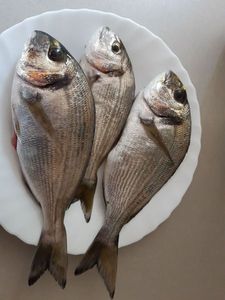 Gilthead Seabream