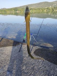 European Eel (Common Eel)