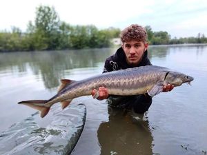 Sturgeon