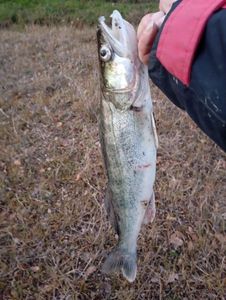 Zander