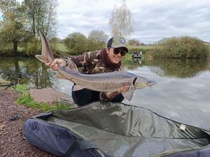 Sturgeon