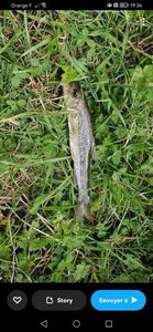 Gudgeon
