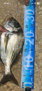 Gilthead Seabream