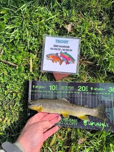 Brown Trout