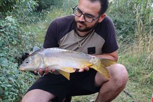 Mirror Carp