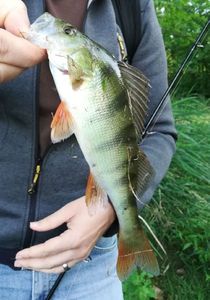 European Perch