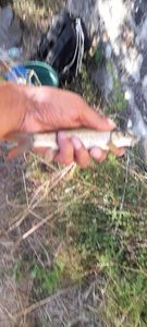 Barbel