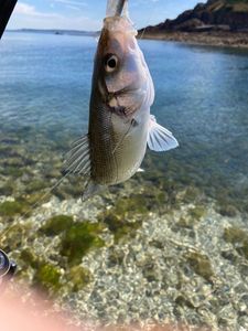 European Bass (Seabass)