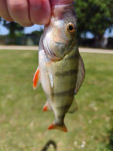 European Perch