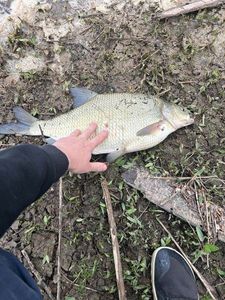 Common Bream