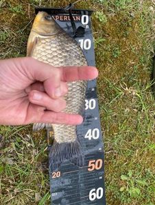 Crucian Carp