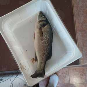 spigola
