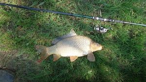 Common Carp