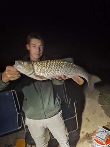 Chub