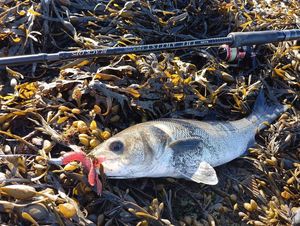 European Bass (Seabass)