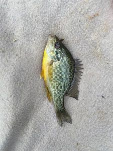 Green Sunfish