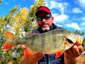 European Perch