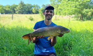 Common Carp