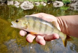 European Perch