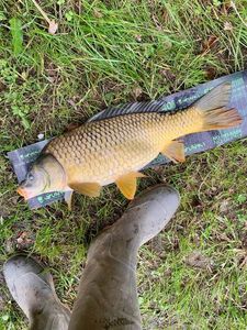 Common Carp