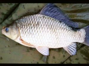 Crucian Carp