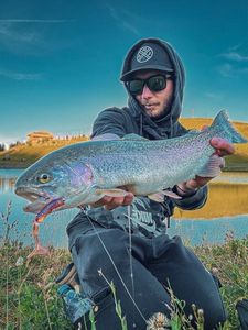 Rainbow Trout