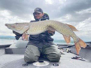 Northern Pike