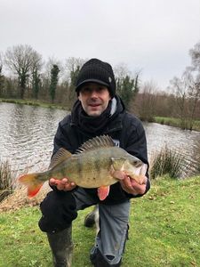 European Perch