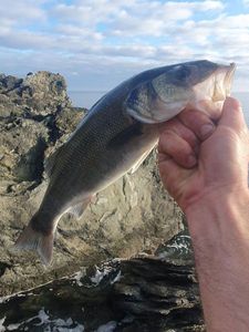 European Bass (Seabass)