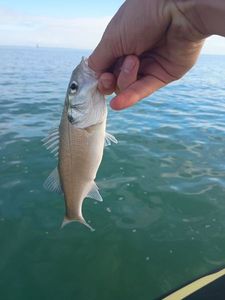 European Bass (Seabass)