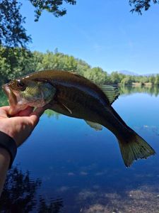 Largemouth Bass