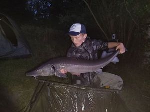 Sturgeon