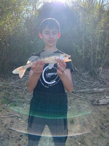 Zander