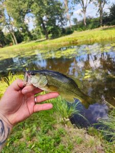 Largemouth Bass