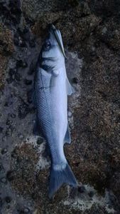European Bass (Seabass)