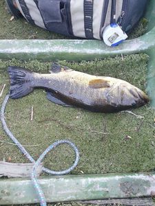 Largemouth Bass