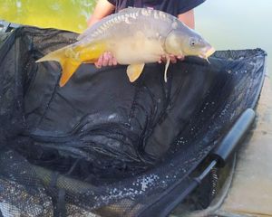 Mirror Carp