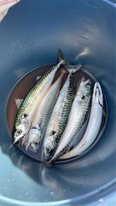 Mackerel