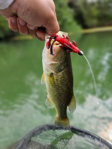 Largemouth Bass