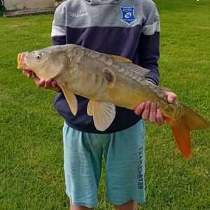 Mirror Carp